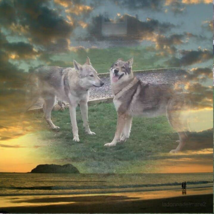 De L'Appel De La Montagne - E'Khaala et Wolfos